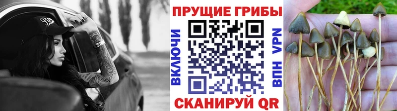 Псилоцибиновые грибы прущие грибы Грайворон